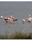 Flamand-rose__DSC48750001_01