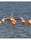Flamand-rose__DSC4882_10002_01