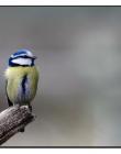 Mésange-tête-bleue__DSC31730001