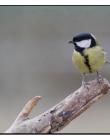 Mésange__DSC2945-focus0001