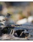 Pinson-du-nord_DSC34850001