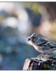 Pinson-du-nord_DSC3497_Web0002