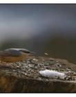 Sitelle-torchepot__DSC3239-focus0001