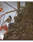 oiseau__DSC32910001