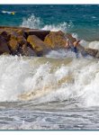 pied-surf_dsc2180